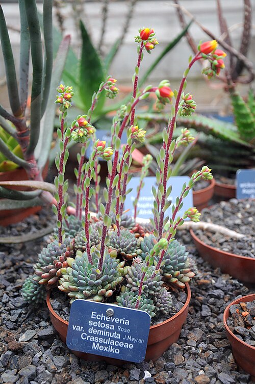 Echeveria setosa: Echeveria setosa