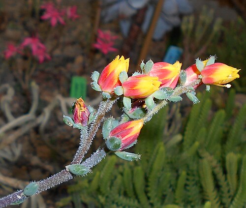 Echeveria setosa: Echeveria rundelli , Ogród Botaniczny UMCS, Lublin, Polska.