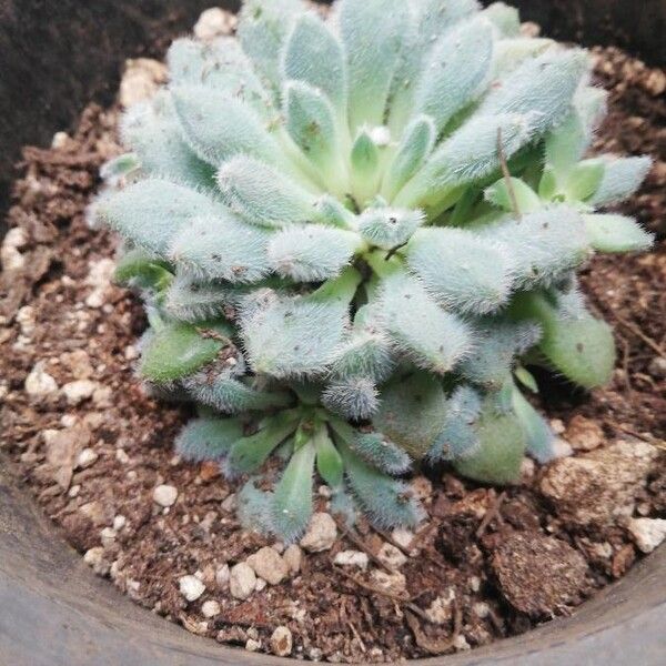 Echeveria setosa (Echeveria setosa)