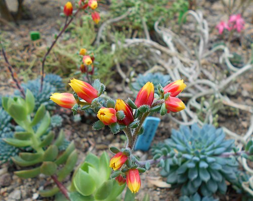 Echeveria setosa: Echeveria rundelli , Ogród Botaniczny UMCS, Lublin, Polska.