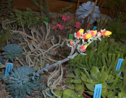 Echeveria setosa: Echeveria rundelli , Ogród Botaniczny UMCS, Lublin, Polska.
