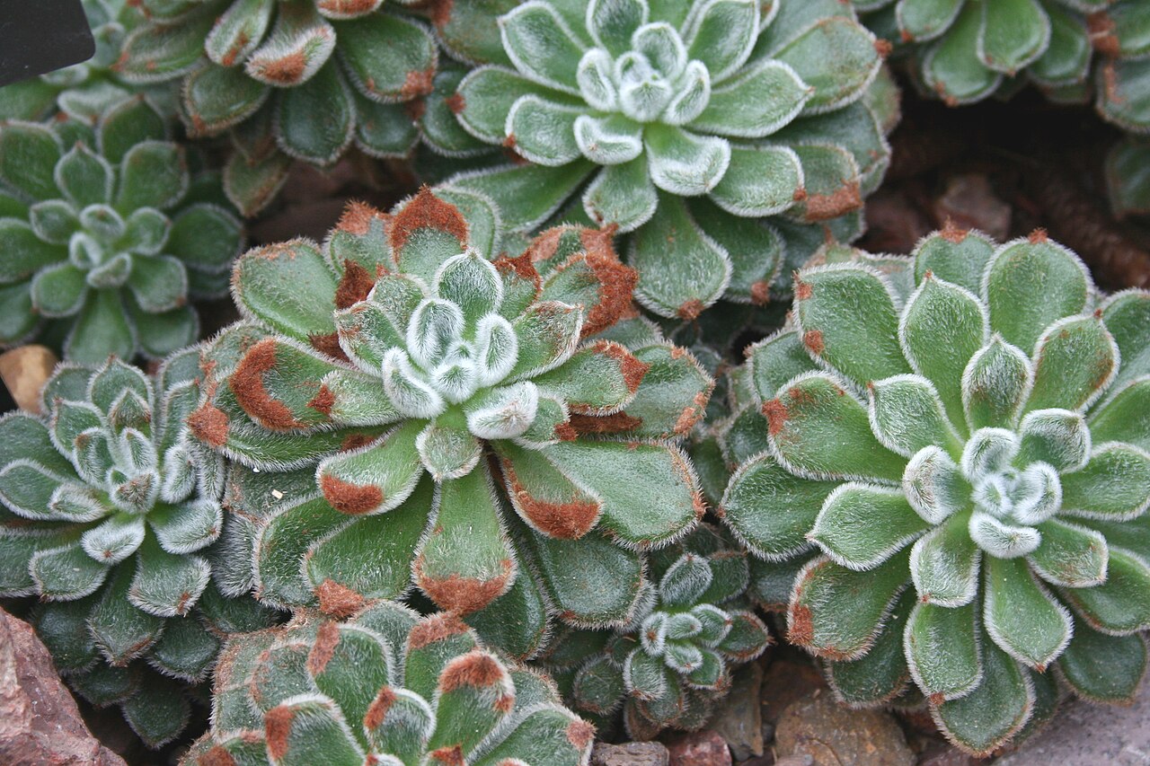 Echeveria setosa: Mexican fire cracker ( Echeveria setosa ) at Frederik Meijer Gardens & Sculpture Park.