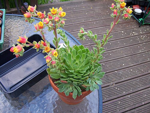 Echeveria setosa: Echeveria Setosa