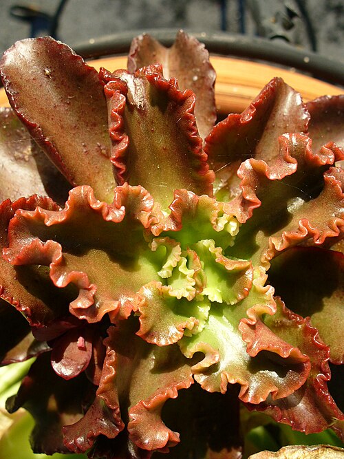 Echeveria shaviana: South Miami, FL, USA