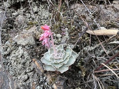 Echeveria shaviana (Echeveria shaviana)