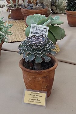 Echeveria shaviana: Echeveria Shaviana