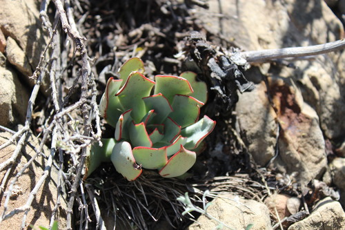 Desert savior (Echeveria strictiflora)