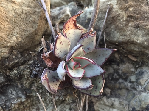 Desert savior (Echeveria strictiflora)