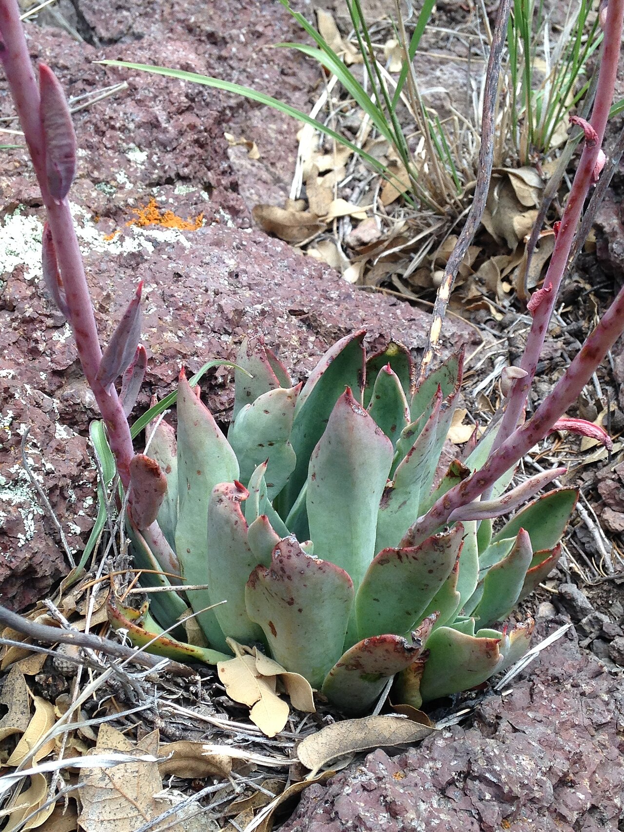 Desert savior: Desert Savior (Echeveria strictiflora). Species of plant.