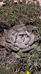 Desert savior (Echeveria strictiflora)