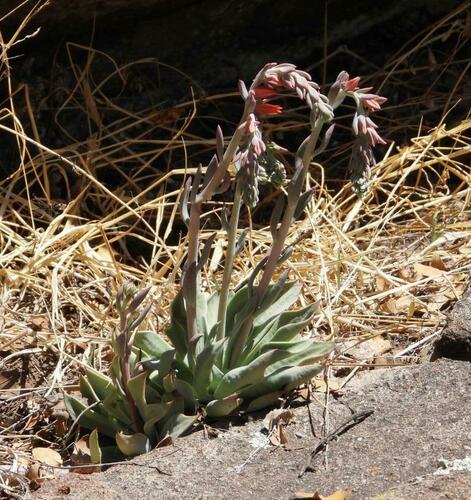 Desert savior (Echeveria strictiflora)