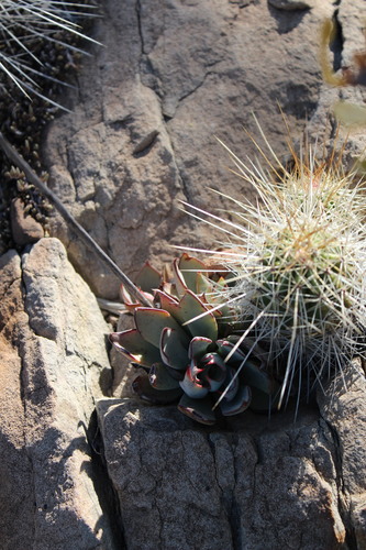 Desert savior (Echeveria strictiflora)