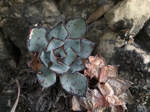Desert savior (Echeveria strictiflora)