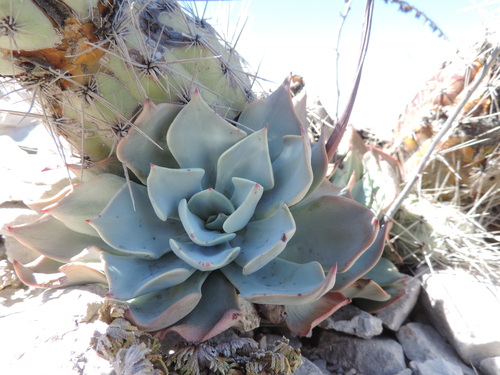 Desert savior (Echeveria strictiflora)
