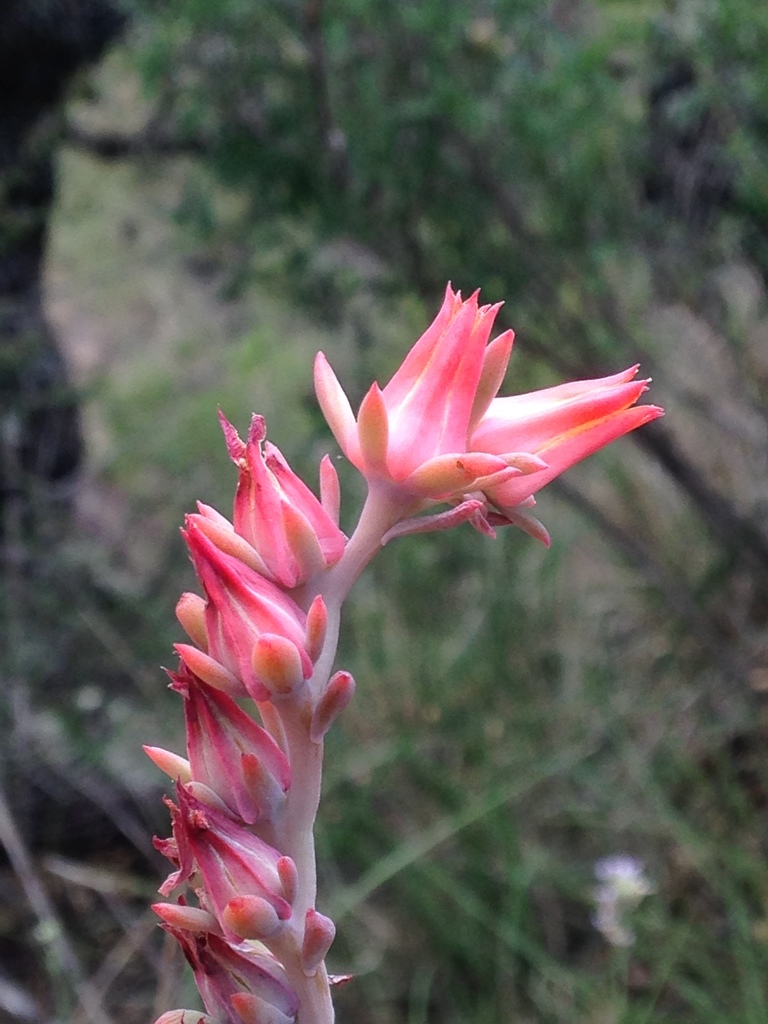 Desert savior (Echeveria strictiflora)