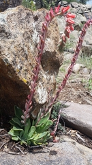 Desert savior (Echeveria strictiflora)