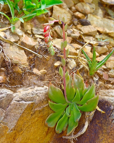 Desert savior (Echeveria strictiflora)