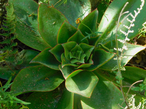 Echeveria subrigida (Echeveria subrigida)