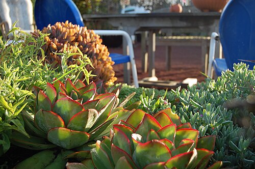 Echeveria subrigida: Echeveria subrigida