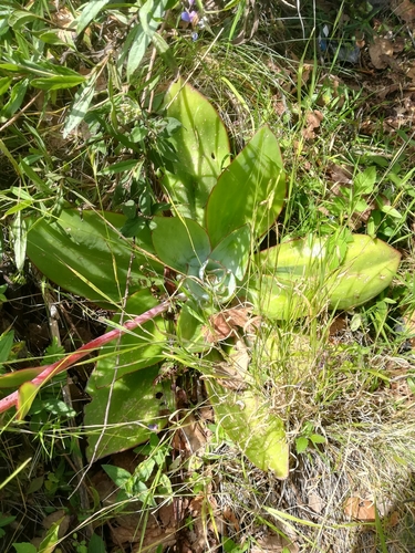 Echeveria subrigida (Echeveria subrigida)