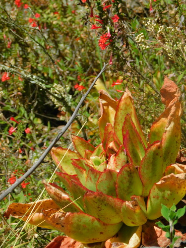 Echeveria subrigida (Echeveria subrigida)