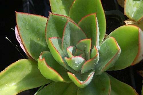 Echeveria subrigida: Echeveria subrigida