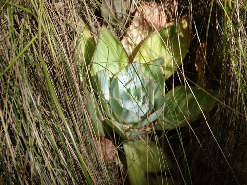 Echeveria subrigida (Echeveria subrigida)