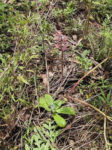 Echeveria subrigida (Echeveria subrigida)