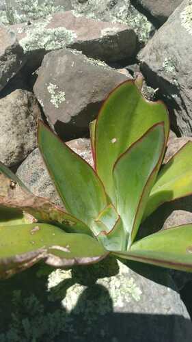 Echeveria subrigida (Echeveria subrigida)