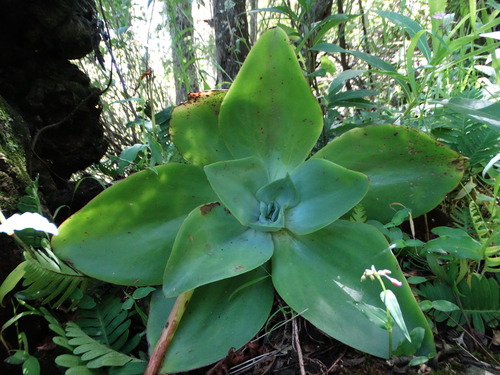 Echeveria subrigida (Echeveria subrigida)
