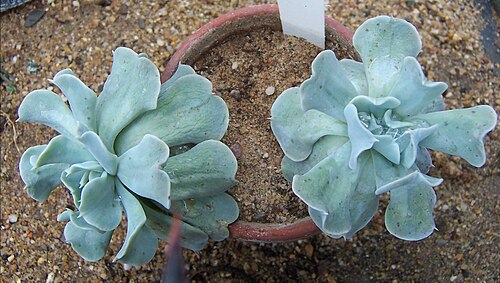 Echeveria subrigida: Echeveria sp., habitus. Supposedly Echeveria subrigida ; maybe a cultivar of that species but certainly not the typical form.