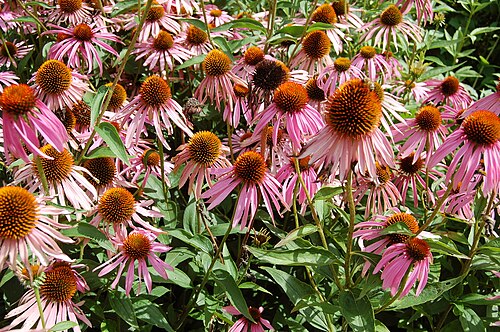 Eastern purple coneflower: Echinacea purpurea