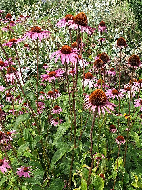 Eastern purple coneflower: Eastern purple coneflower or hedgehog coneflower (Echinacea purpurea) at the Cambridge University Botanic Garden, England.