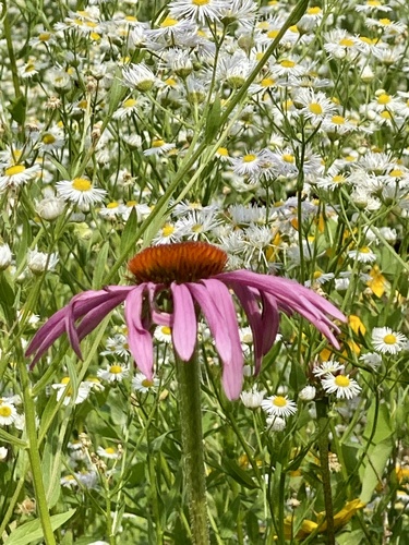 Eastern purple coneflower (Echinacea purpurea)
