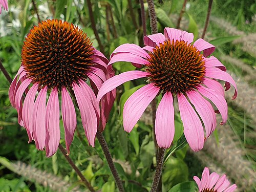 Eastern purple coneflower: Eastern purple coneflower or hedgehog coneflower (Echinacea purpurea) at the Cambridge University Botanic Garden, England.