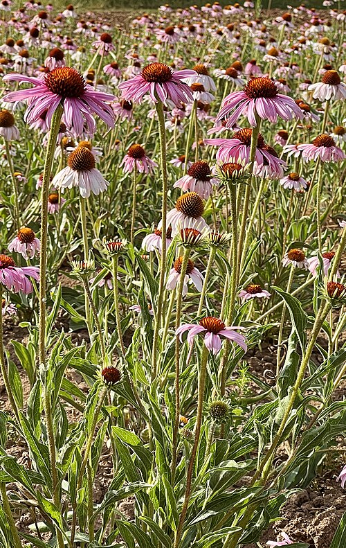 Eastern purple coneflower: Stadtansichten, denkmalgeschützte Gebäude in Heilsbronn, und Umgebung