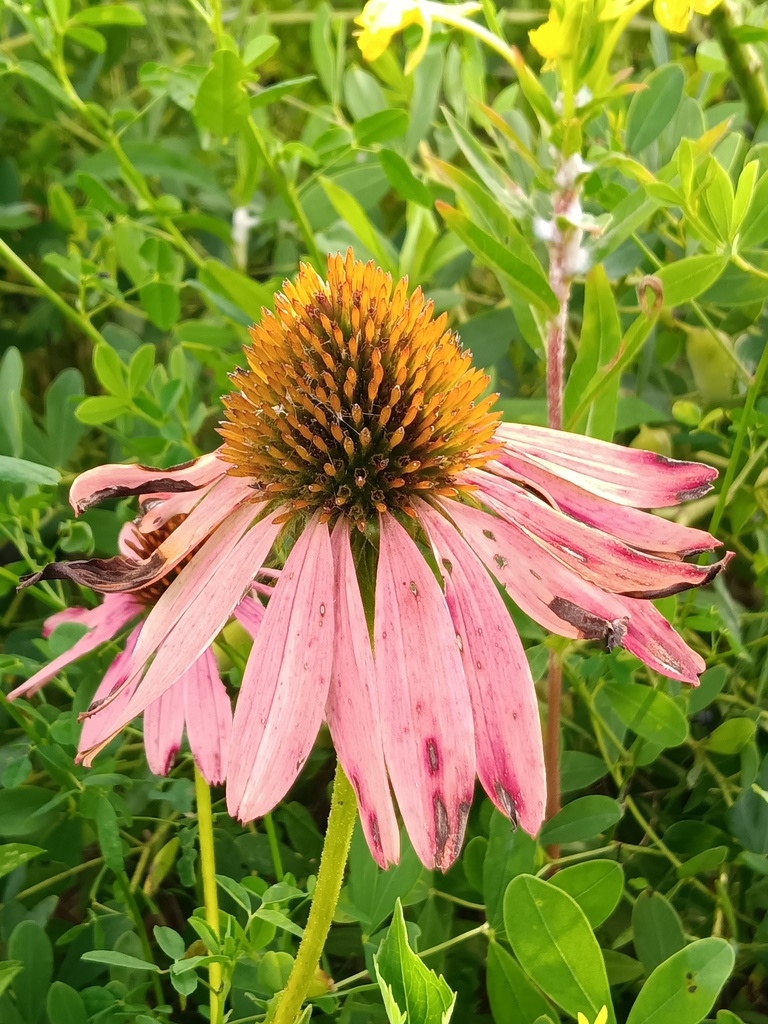 Eastern purple coneflower (Echinacea purpurea)