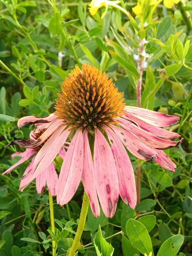 Eastern purple coneflower