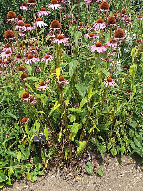 Eastern purple coneflower: Eastern purple coneflower or hedgehog coneflower (Echinacea purpurea) at the Cambridge University Botanic Garden, England.