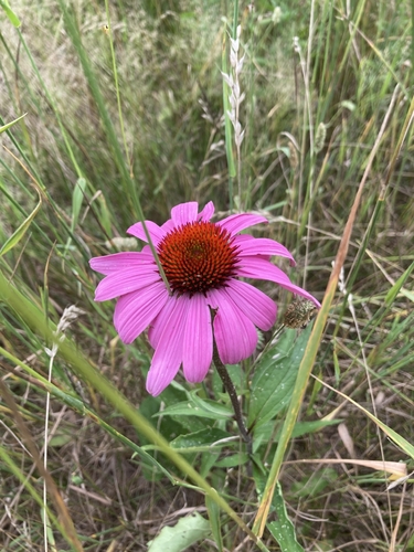 Eastern purple coneflower (Echinacea purpurea)