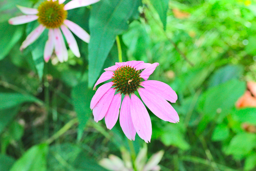 Eastern purple coneflower (Echinacea purpurea)