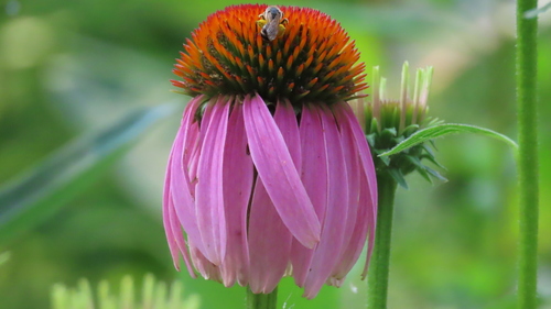 Eastern purple coneflower (Echinacea purpurea)