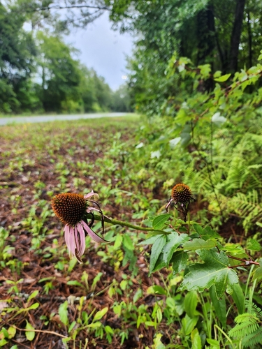 Eastern purple coneflower (Echinacea purpurea)