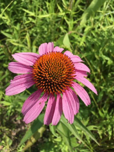 Eastern purple coneflower (Echinacea purpurea)