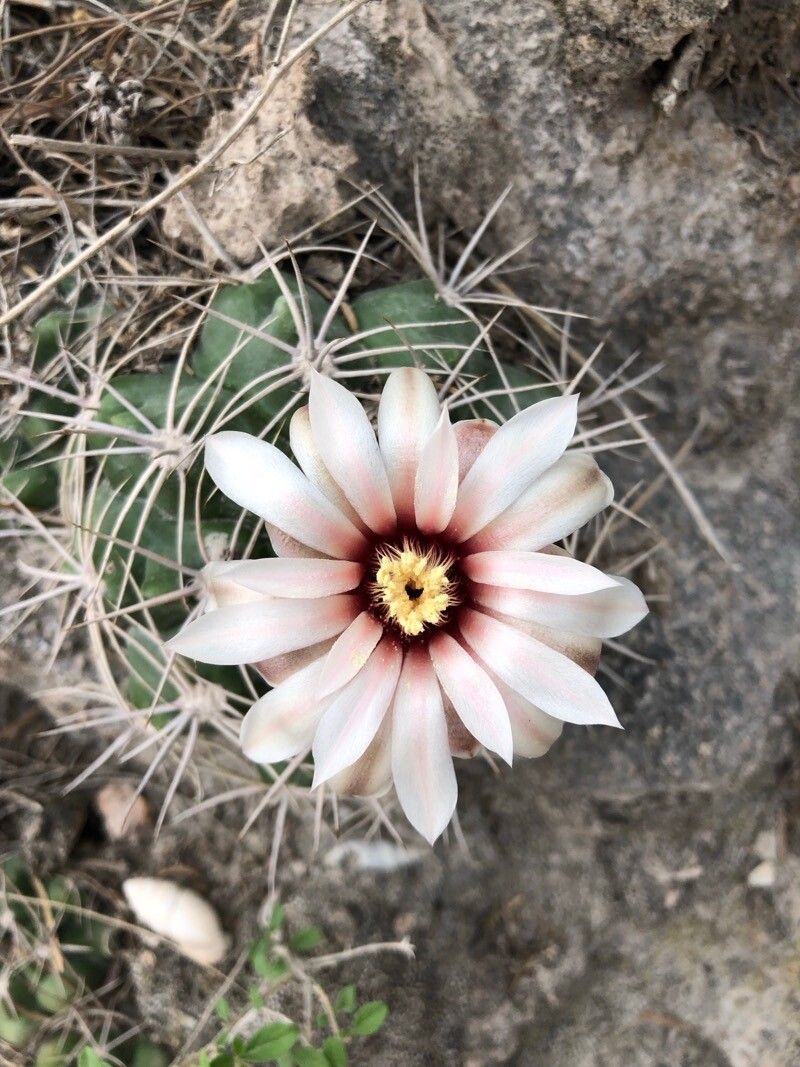 Echinocactus centeterius (Echinocactus centeterius)