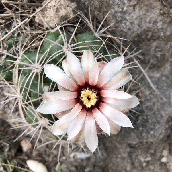 Echinocactus centeterius (Echinocactus centeterius)