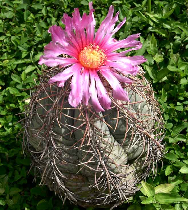 Devilshead: Echinocactus horizontalonius