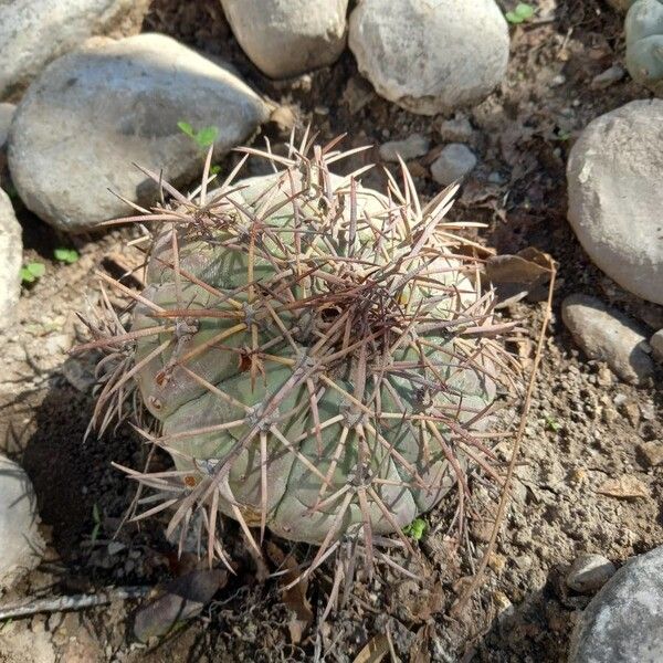 Devilshead (Echinocactus horizonthalonius)