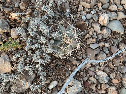 Devilshead (Echinocactus horizonthalonius)
