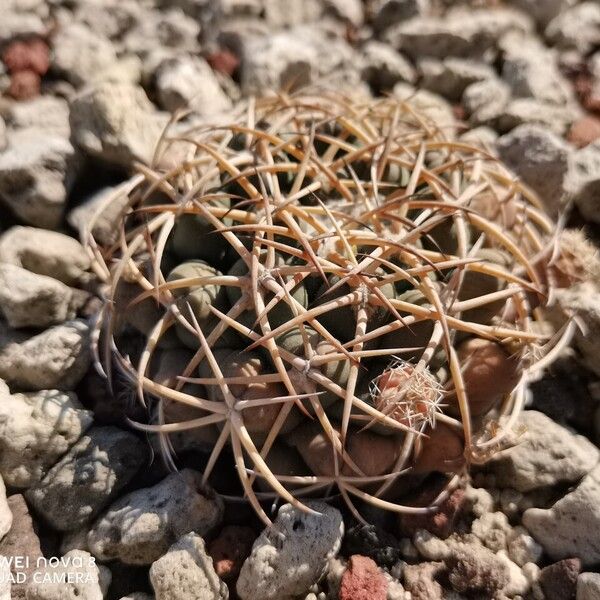 Devilshead (Echinocactus horizonthalonius)